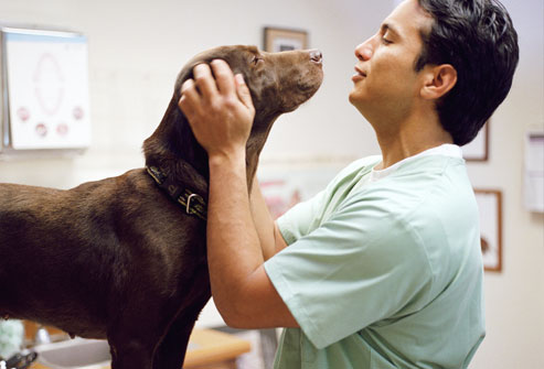 homeopathic treatment for cushing's disease in dogs