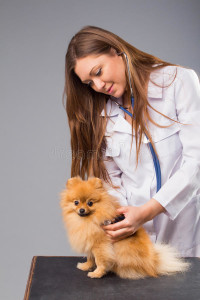 Vet Directory Page