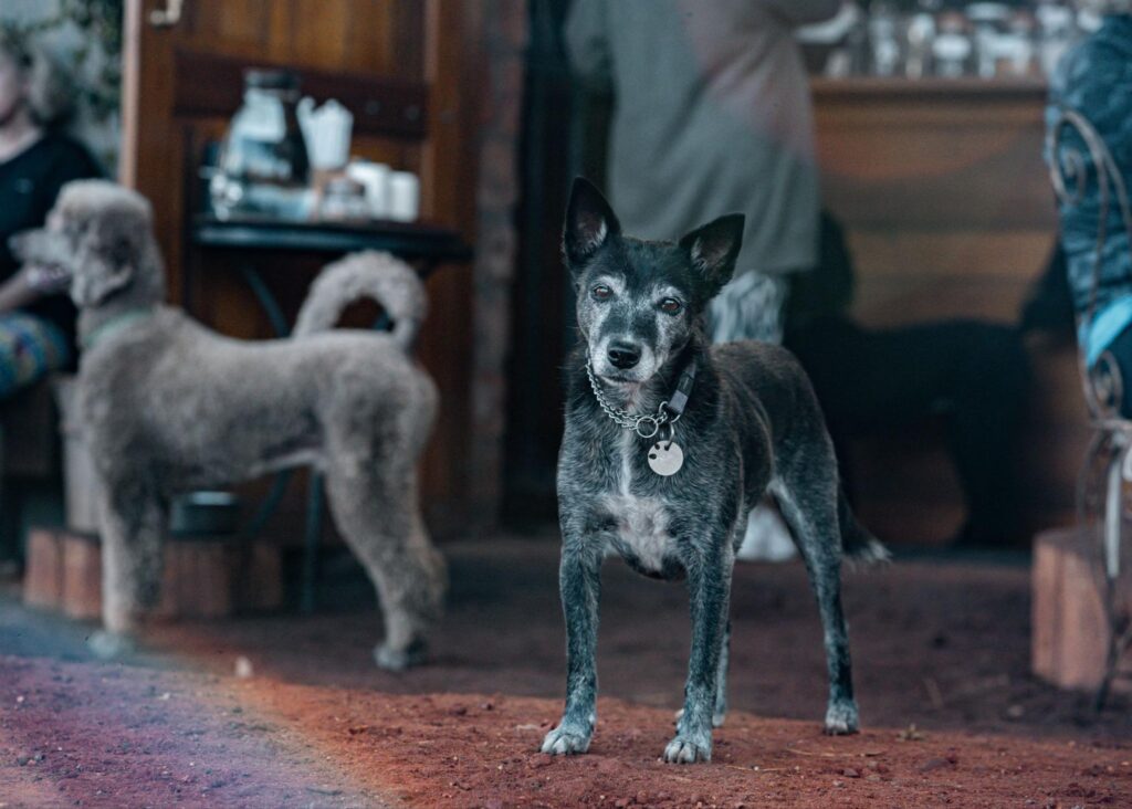 a dog standing on the ground