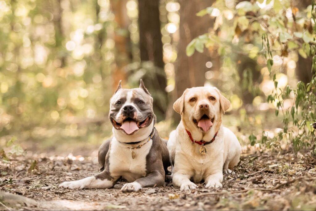 two dogs in woods smiling at camera 